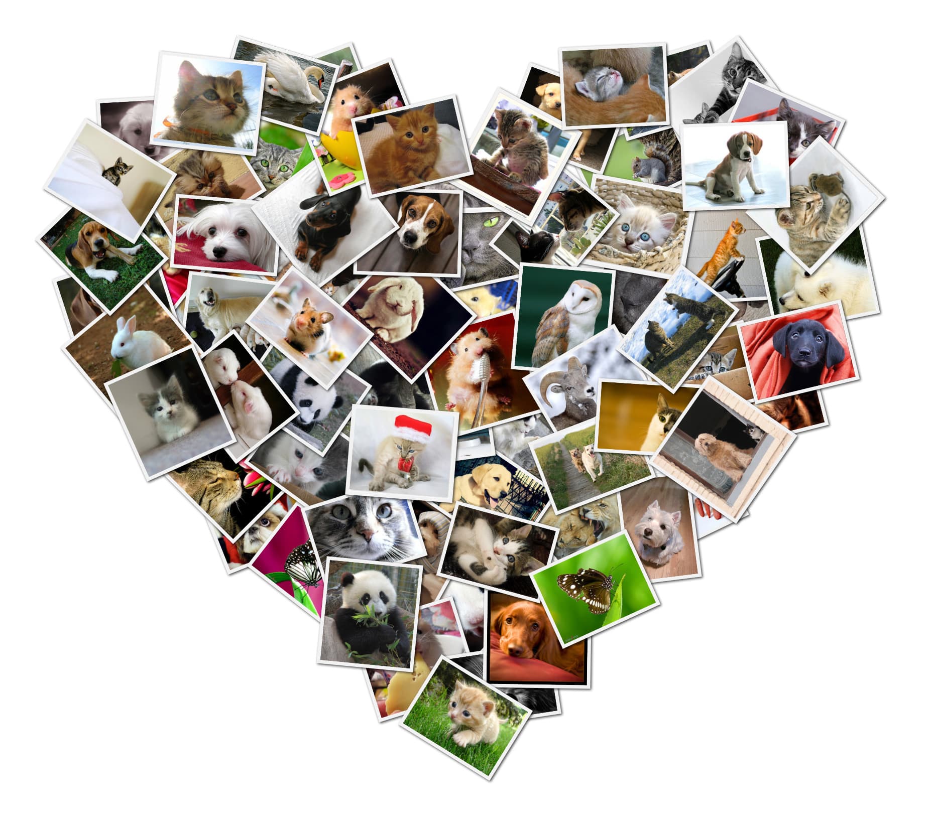 Picture Collage Maker Free Online with Auto-Creation Features