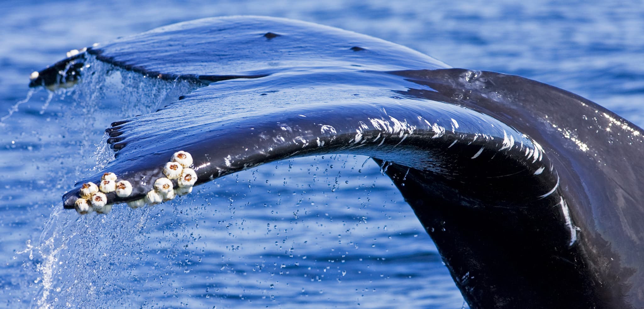 From Ocean Spirit to Law: A-LAW with marianthi baklava Defining Personhood