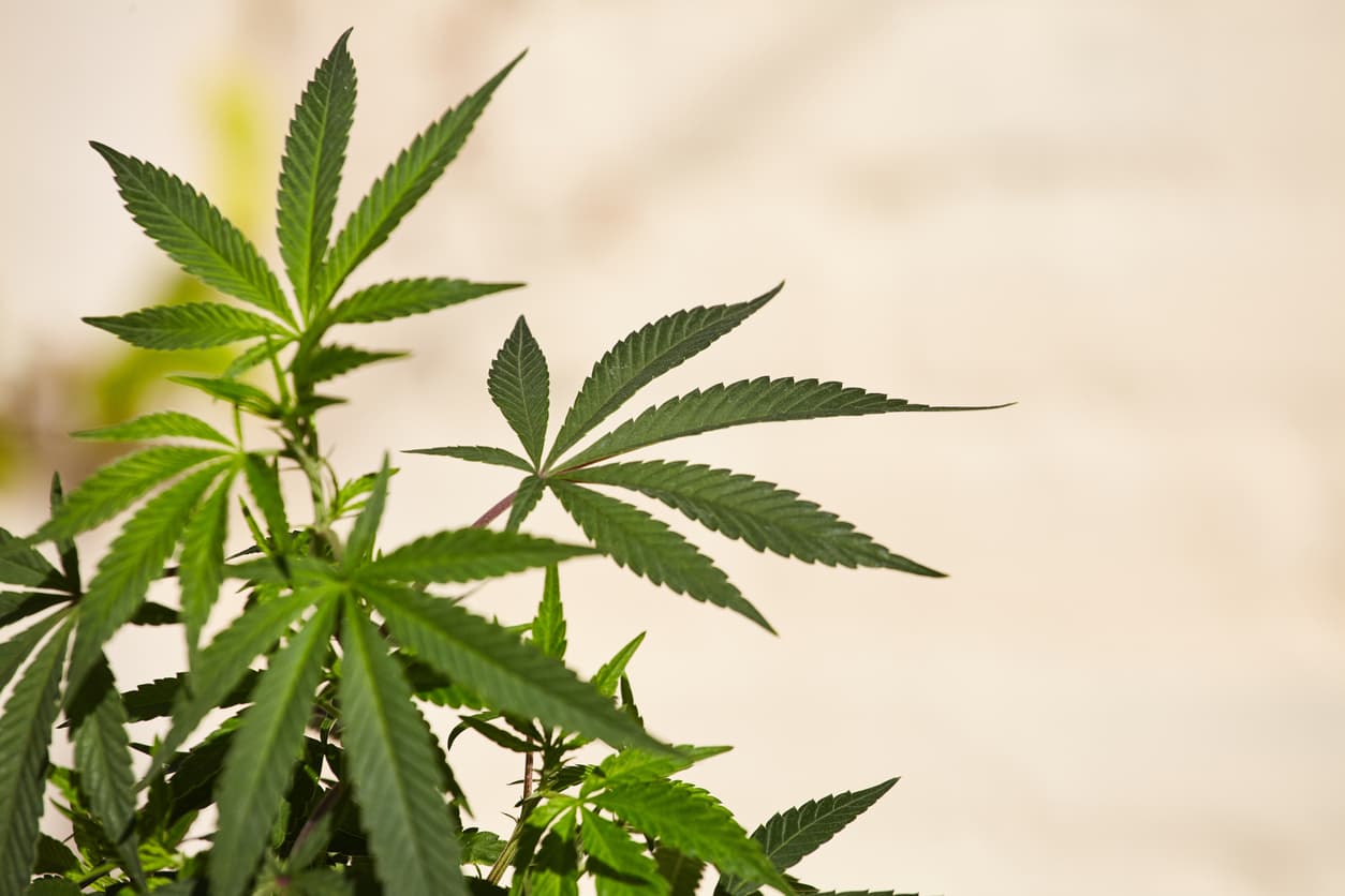Cannabis club hamburg – Moderner Cannabis Social Club