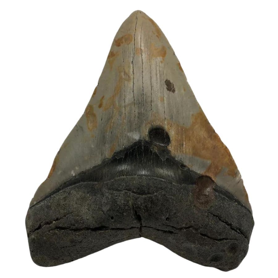 MEGALODON TOOTH BUYING GUIDE: HOW TO AVOID FAKES