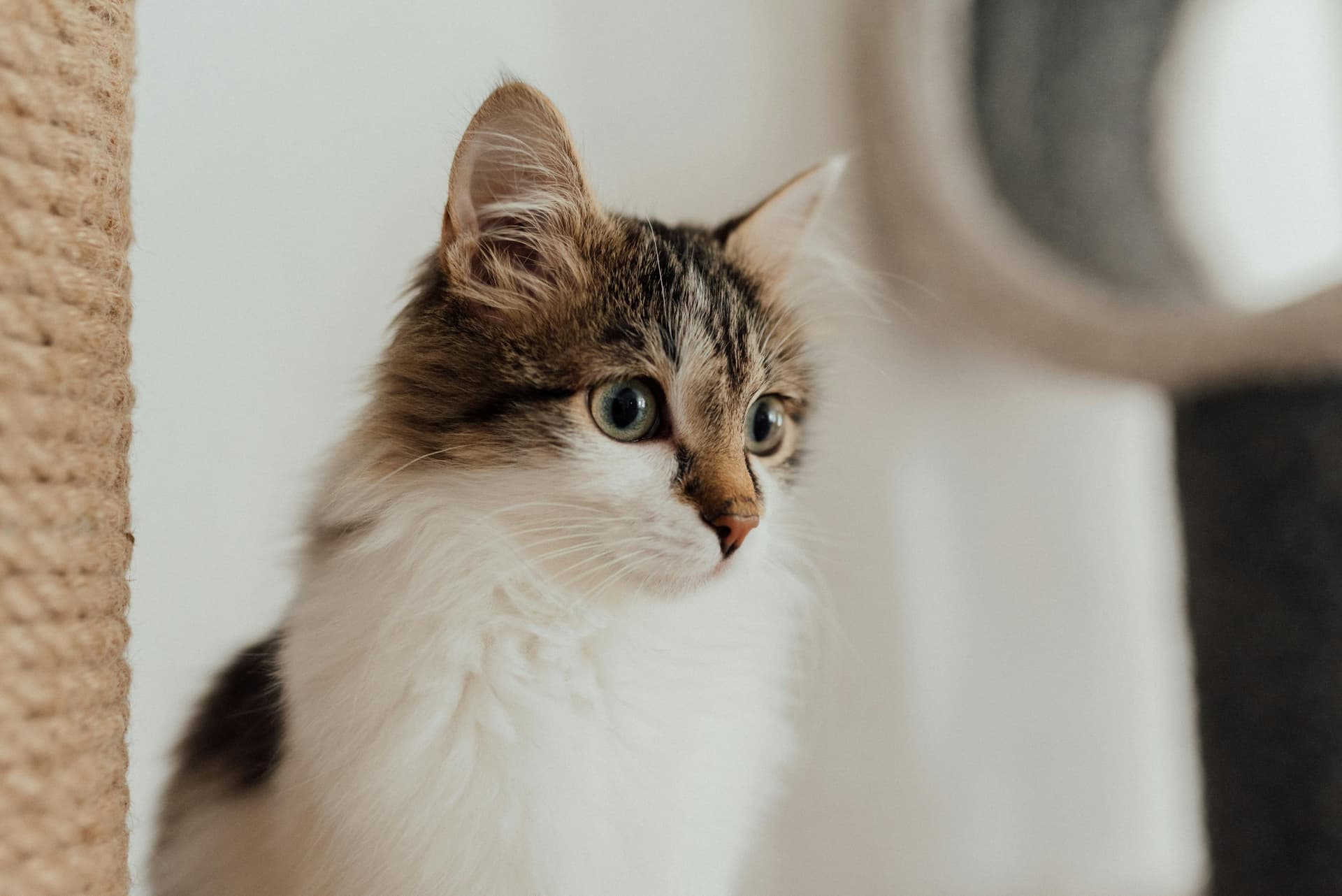 Maine Coon Kittens for Sale California – Healthy &amp; Socialized Cats