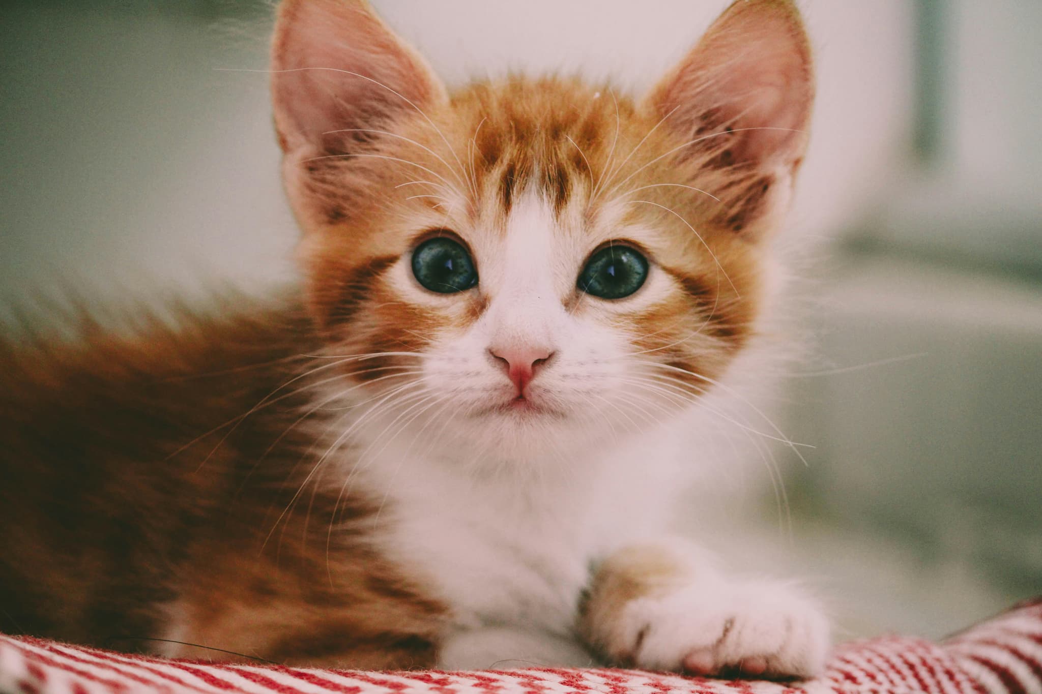 Giant, Gentle Maine Coon Kittens for Sale California Cat Lovers Trust