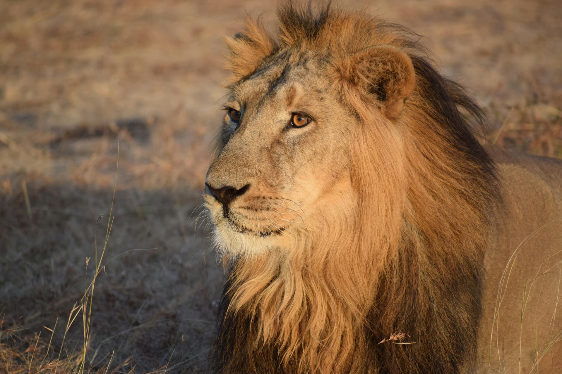 Wildlife Photography Tours on a Tanzania Safari