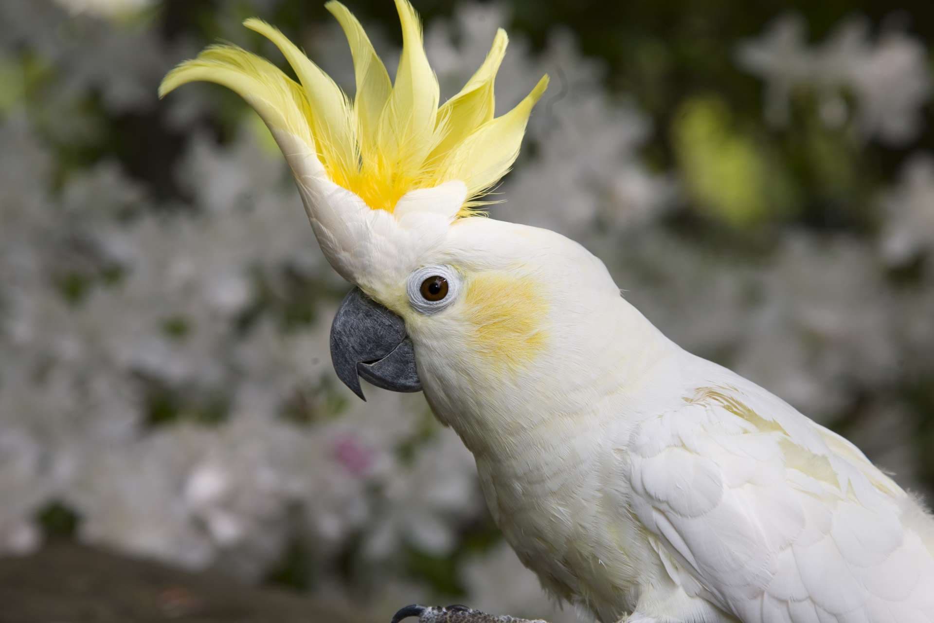 Parrots for Sale – High Quality Lineage Amazing Birds Farm