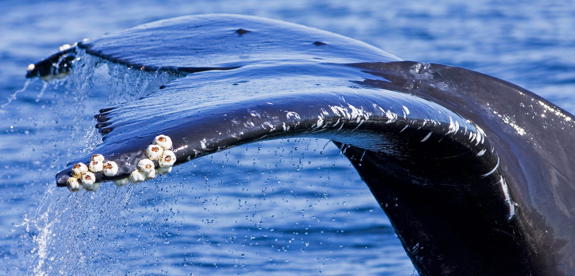 From Ocean Spirit to Law: A-LAW with marianthi baklava Defining Personhood