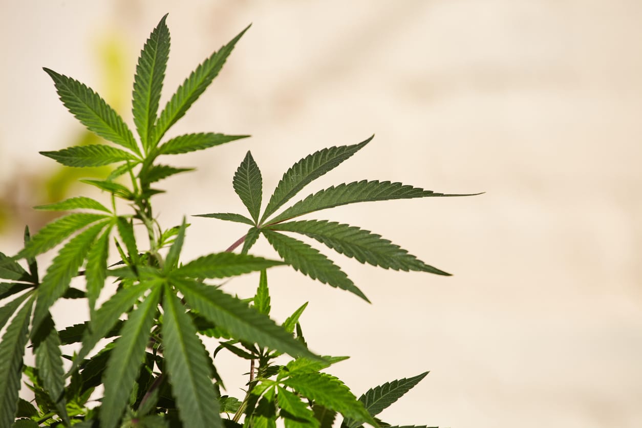 Cannabis club hamburg – Moderner Cannabis Social Club