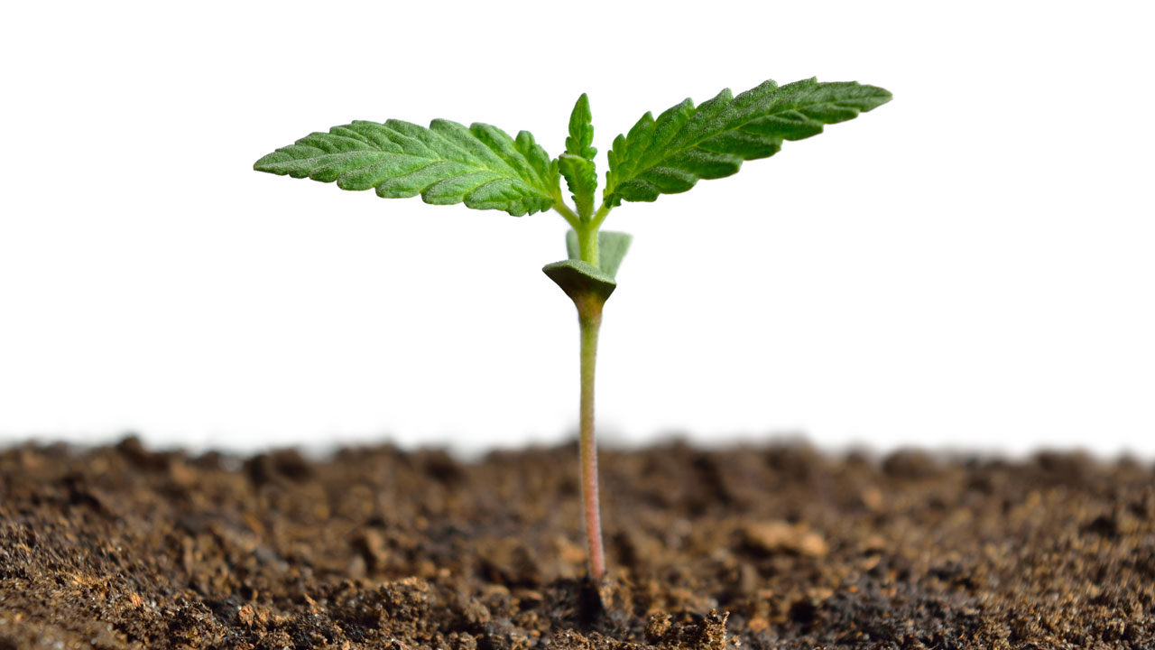 Skittles Strain Candy-Like Flavor at Bud Cargo – Freshness You Can Trust