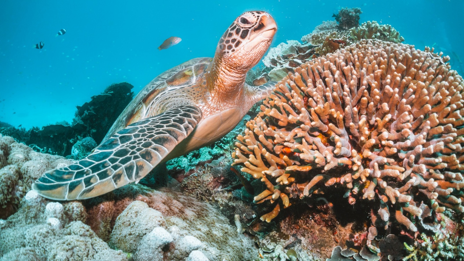 Coastal Exploration through Scuba Diving Northern Ireland