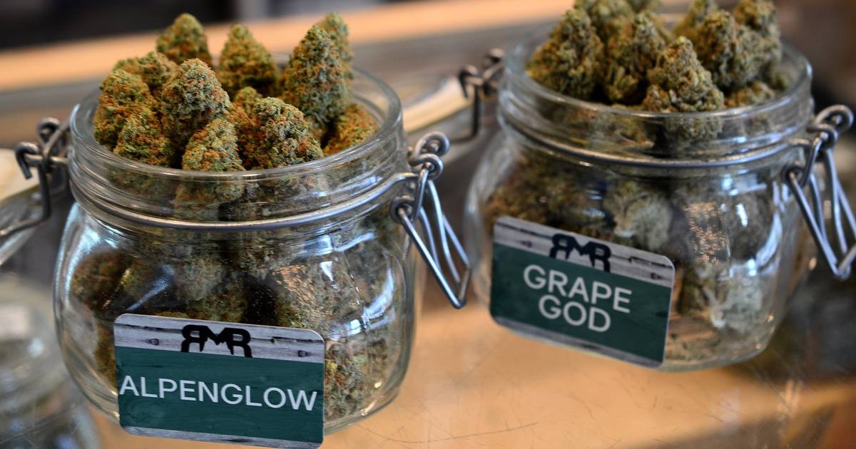 Choosing quality strains at the Best Cannabis Club Madrid