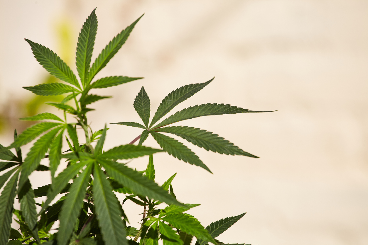 Cannabis club hamburg – Moderner Cannabis Social Club