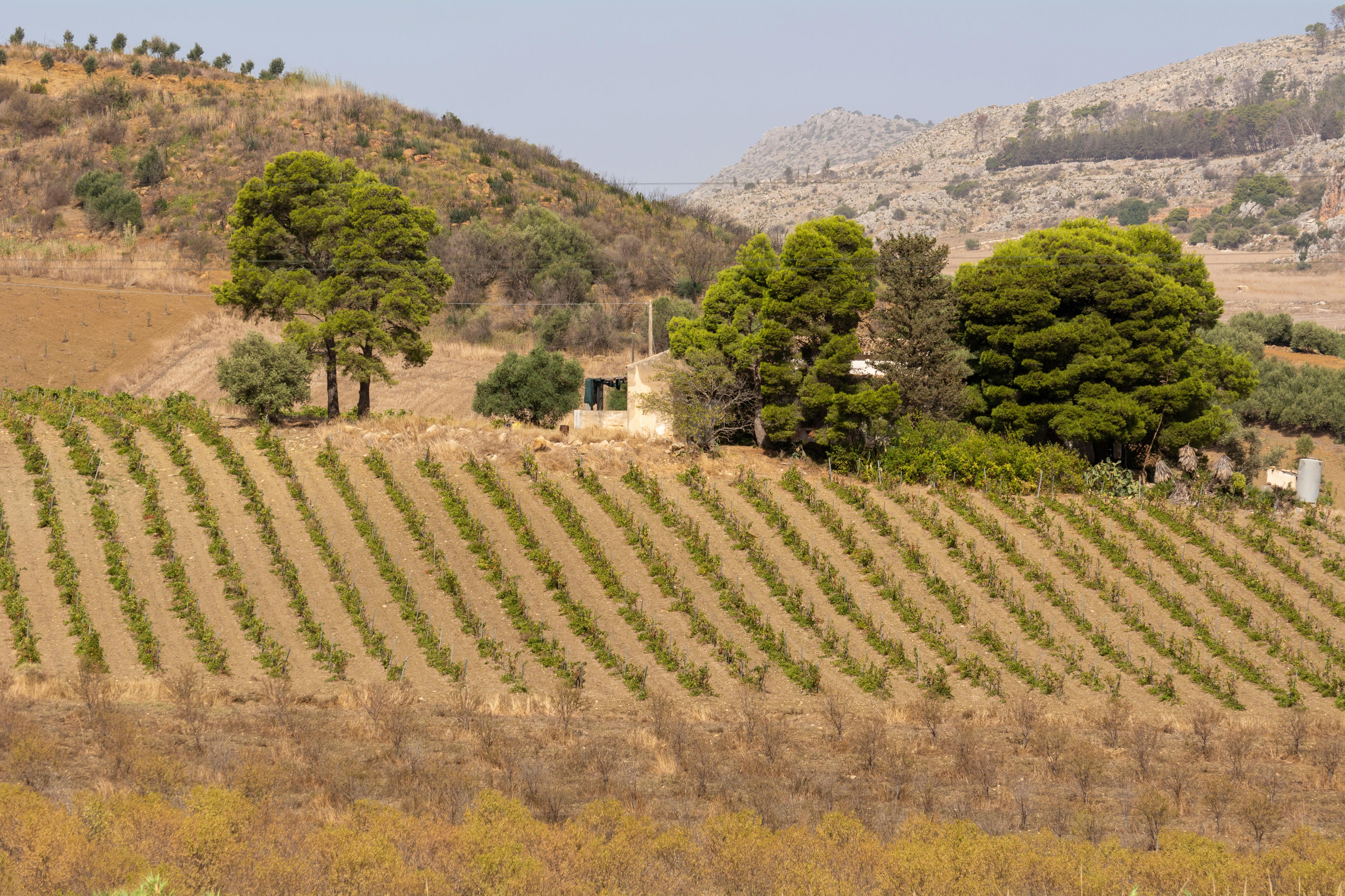 Winery Sacramento Experiences That Showcase Local Flavor