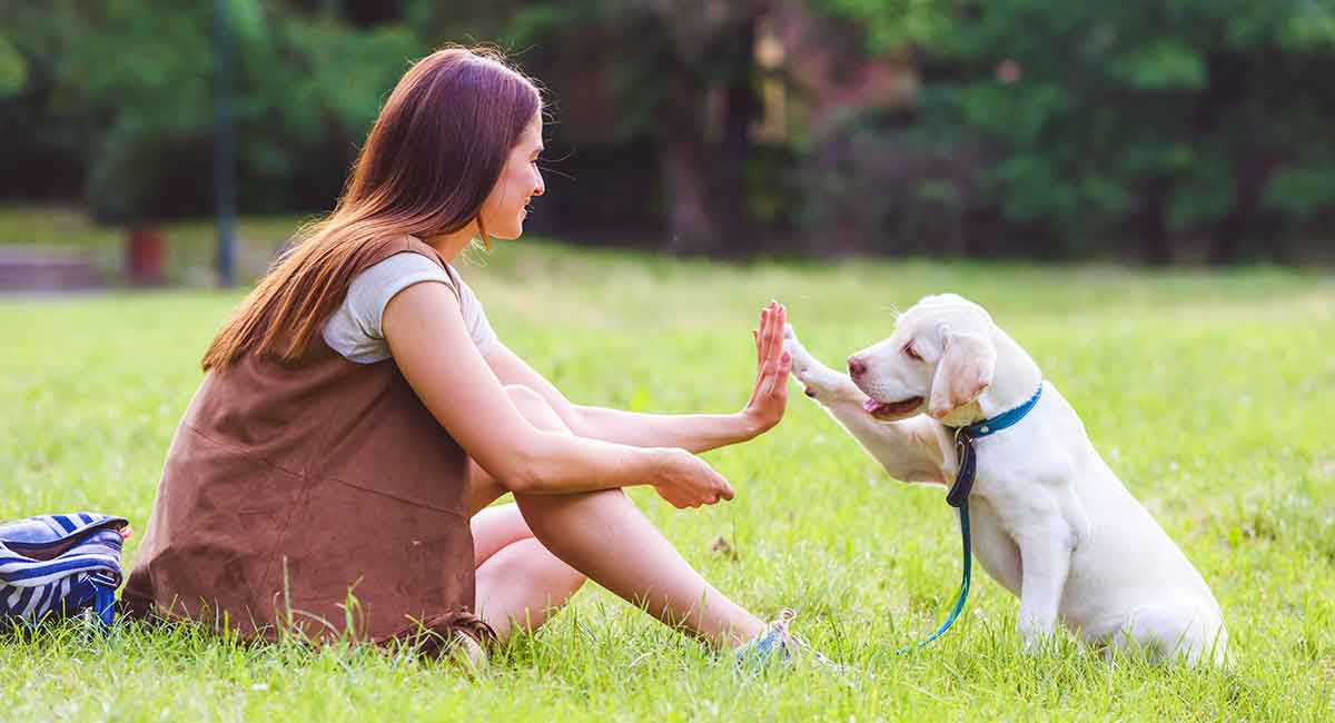 Elevate Your Bond with a Proven K9 Training Program