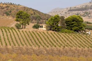 pexels-davide-negro-2157018402-34541672